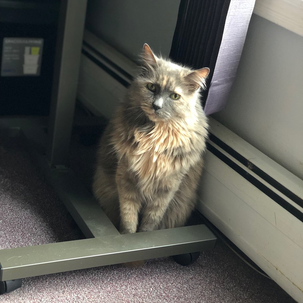 Meet your Posher, Austin